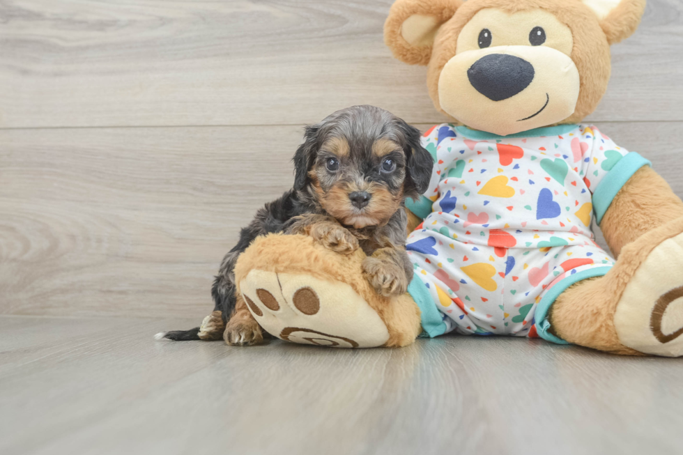 Cavapoo Pup Being Cute