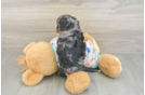 Cavapoo Puppy for Adoption