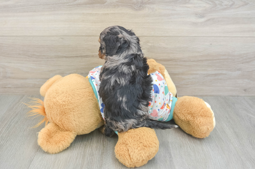 Cavapoo Puppy for Adoption