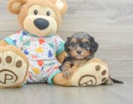 8 week old Cavapoo Puppy For Sale - Pilesgrove Pups
