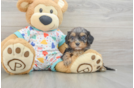 Best Cavapoo Baby