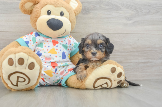 Best Cavapoo Baby