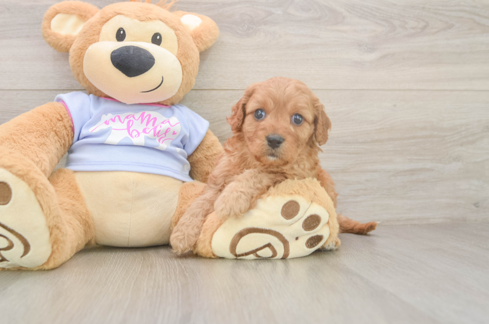 5 week old Cavapoo Puppy For Sale - Pilesgrove Pups