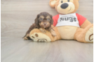 Cavapoo Puppy for Adoption