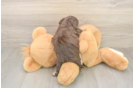 Smart Cavapoo Poodle Mix Pup