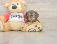 6 week old Cavapoo Puppy For Sale - Pilesgrove Pups