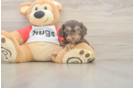 Sweet Cavapoo Baby