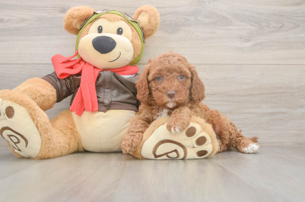 5 week old Cavapoo Puppy For Sale - Pilesgrove Pups