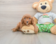 8 week old Cavapoo Puppy For Sale - Pilesgrove Pups