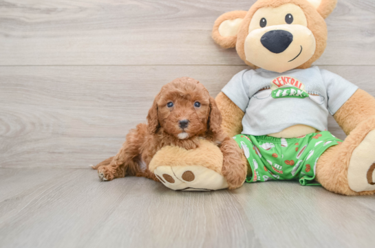 Cavapoo Puppy for Adoption