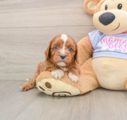 5 week old Cavapoo Puppy For Sale - Pilesgrove Pups