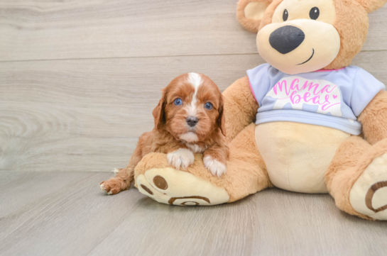 Petite Cavapoo Poodle Mix Pup