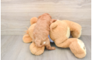 Cavapoo Pup Being Cute