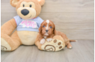 Popular Cavapoo Poodle Mix Pup