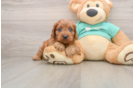 Cavapoo Puppy for Adoption