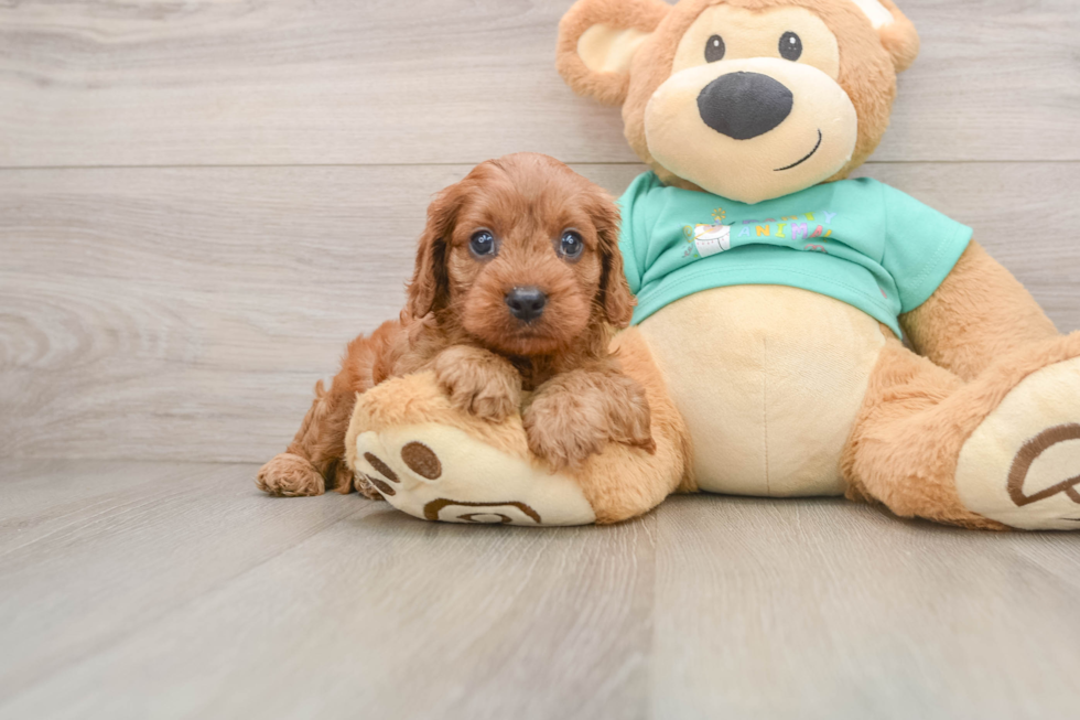 Cavapoo Puppy for Adoption