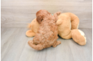 Best Cavapoo Baby