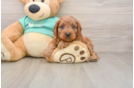 Cute Cavapoo Baby
