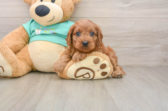 Cute Cavapoo Baby