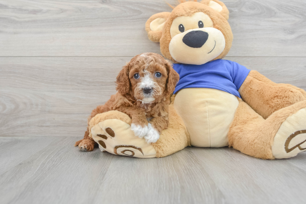 Best Cavapoo Baby