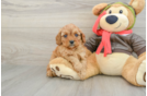 Cavapoo Puppy for Adoption