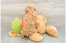 Cavapoo Puppy for Adoption