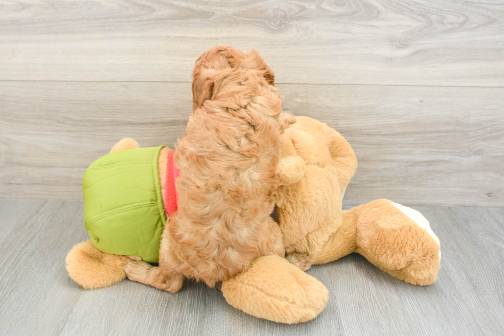 Cavapoo Puppy for Adoption