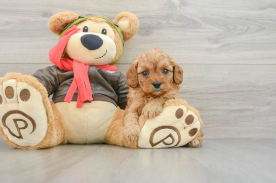 Best Cavapoo Baby