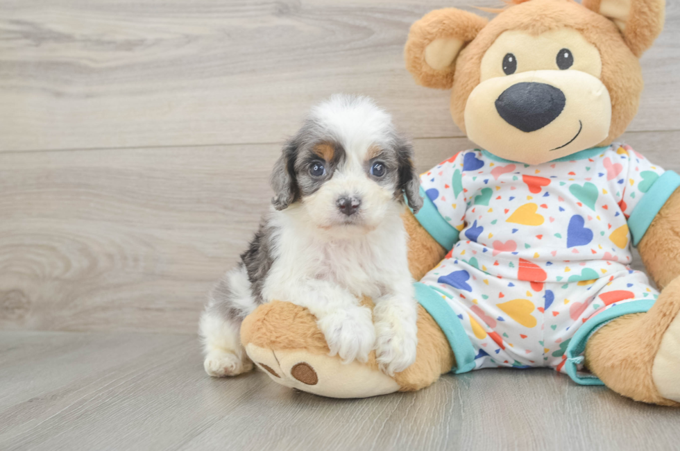 6 week old Cavapoo Puppy For Sale - Pilesgrove Pups