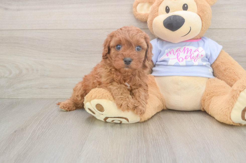 5 week old Cavapoo Puppy For Sale - Pilesgrove Pups