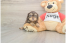 Friendly Cavapoo Baby