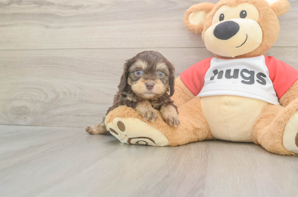 5 week old Cavapoo Puppy For Sale - Pilesgrove Pups