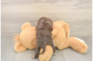 Popular Cavapoo Poodle Mix Pup