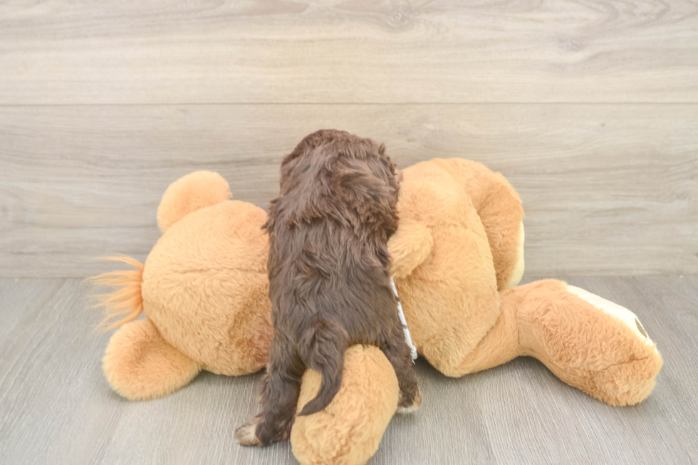 Popular Cavapoo Poodle Mix Pup