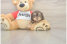 Best Cavapoo Baby