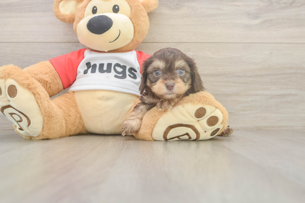 Best Cavapoo Baby