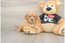 Cavapoo Pup Being Cute