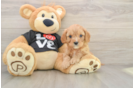 Cavapoo Puppy for Adoption