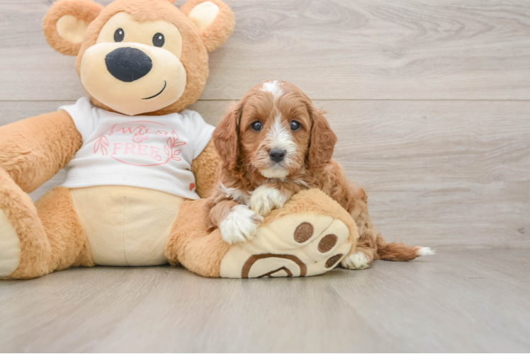 Sweet Cavapoo Baby