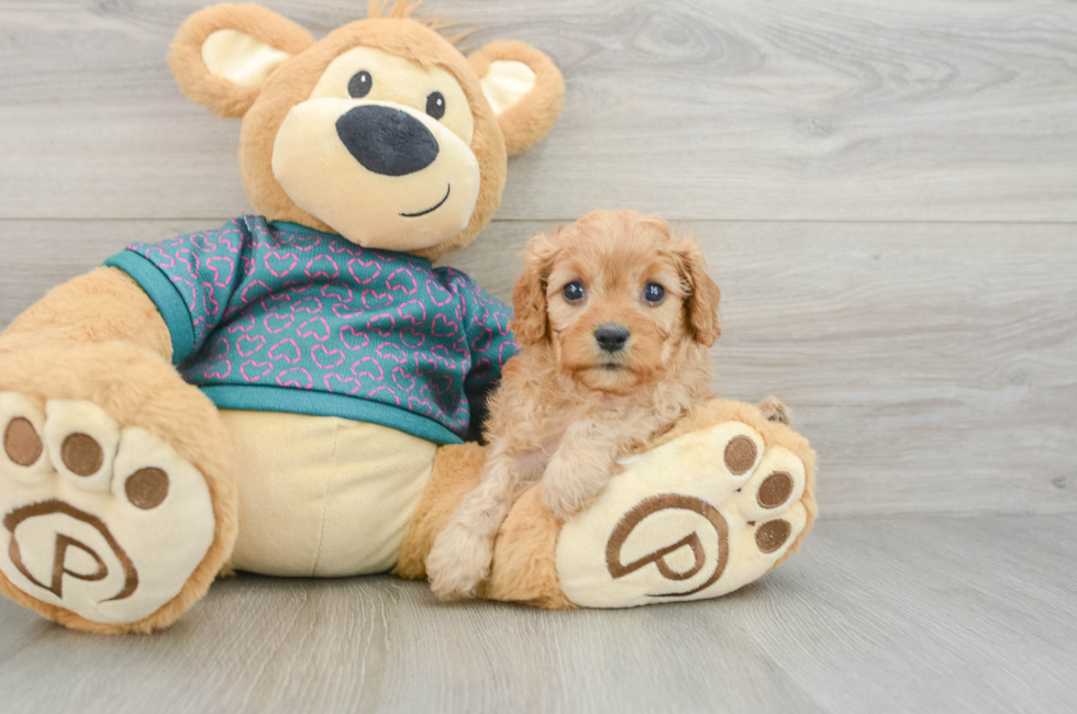 6 week old Cavapoo Puppy For Sale - Pilesgrove Pups