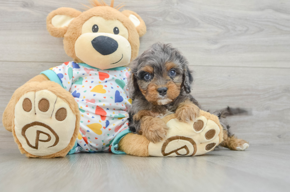 6 week old Cavapoo Puppy For Sale - Pilesgrove Pups