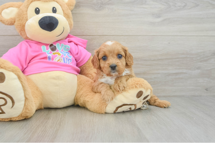Friendly Cavapoo Baby