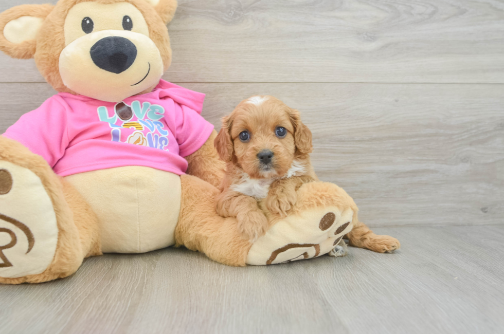 6 week old Cavapoo Puppy For Sale - Pilesgrove Pups