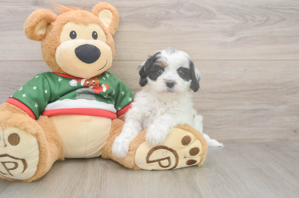 5 week old Cavapoo Puppy For Sale - Pilesgrove Pups