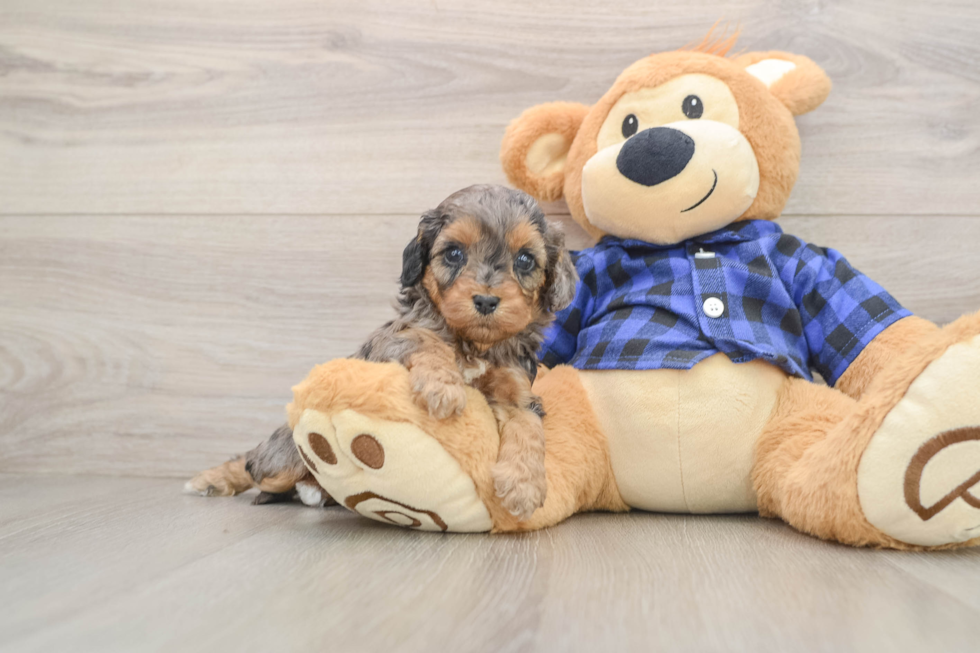 Cavapoo Puppy for Adoption