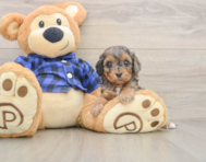 8 week old Cavapoo Puppy For Sale - Pilesgrove Pups