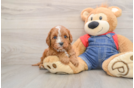 Cute Cavapoo Baby