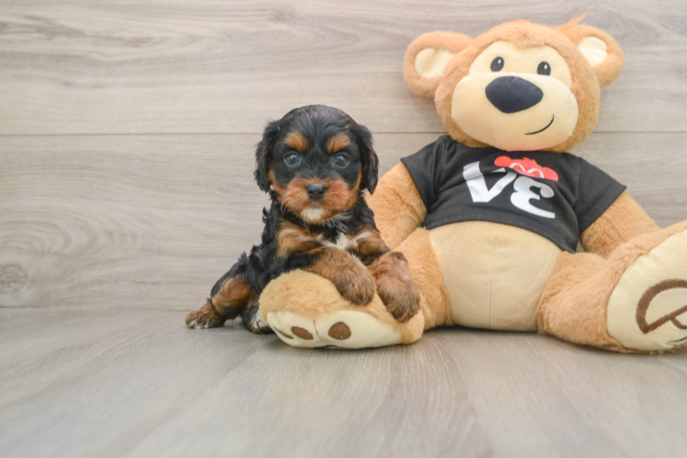 Cavapoo Puppy for Adoption
