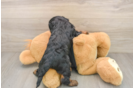 Cavapoo Puppy for Adoption