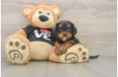 Happy Cavapoo Baby